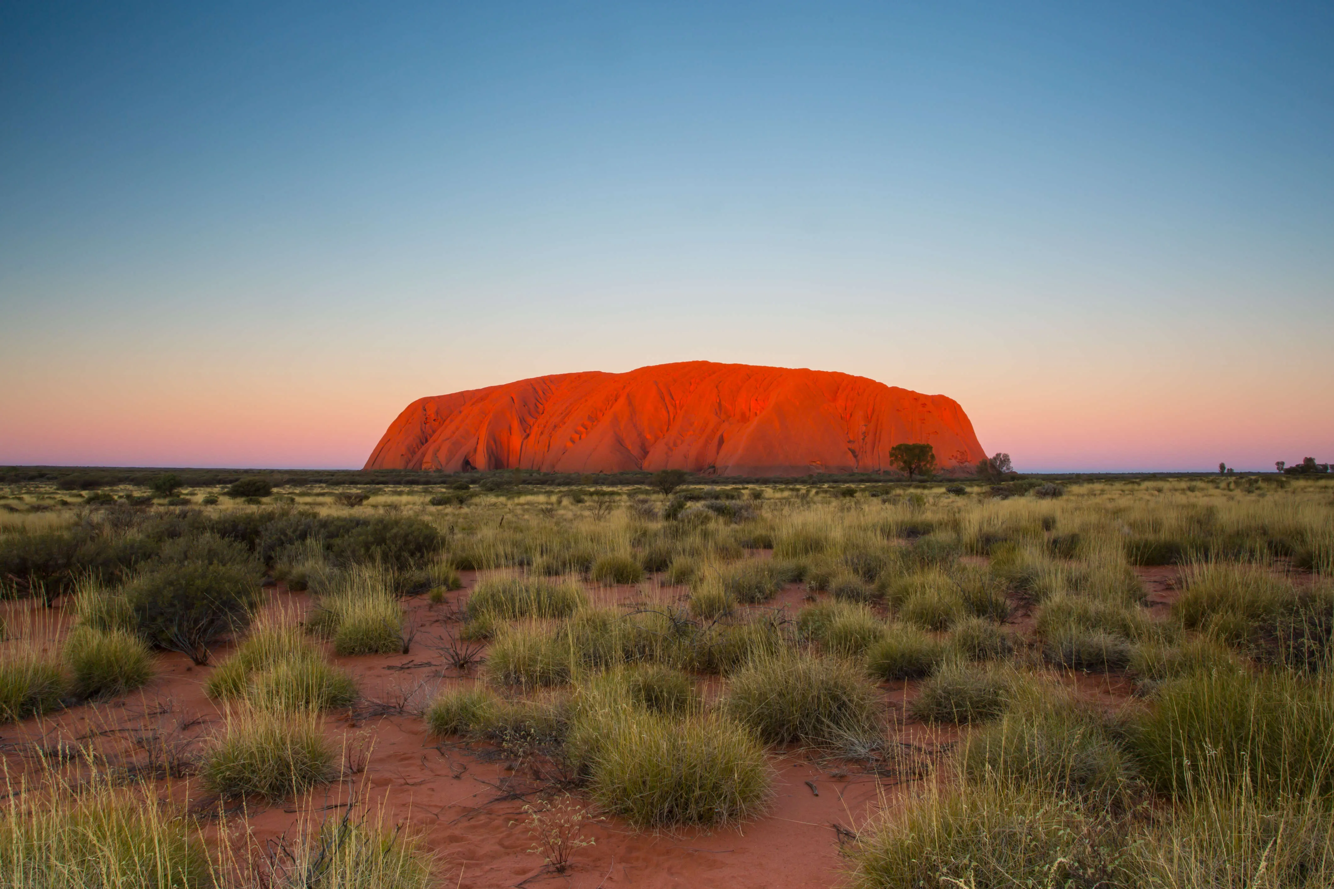 Northern Territory Dama